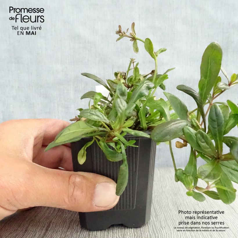 Exemplar von Ajuga Chocolate Chip - Kriechender Günsel Kleine Töpfe von 8/9 cm wie im Frühjahr geliefert