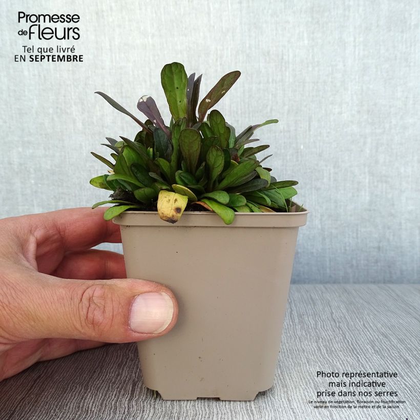 Exemplar von Ajuga Dixie Chip - Kriechender Günsel Kleine Töpfe von 8/9 cm wie im Herbst geliefert