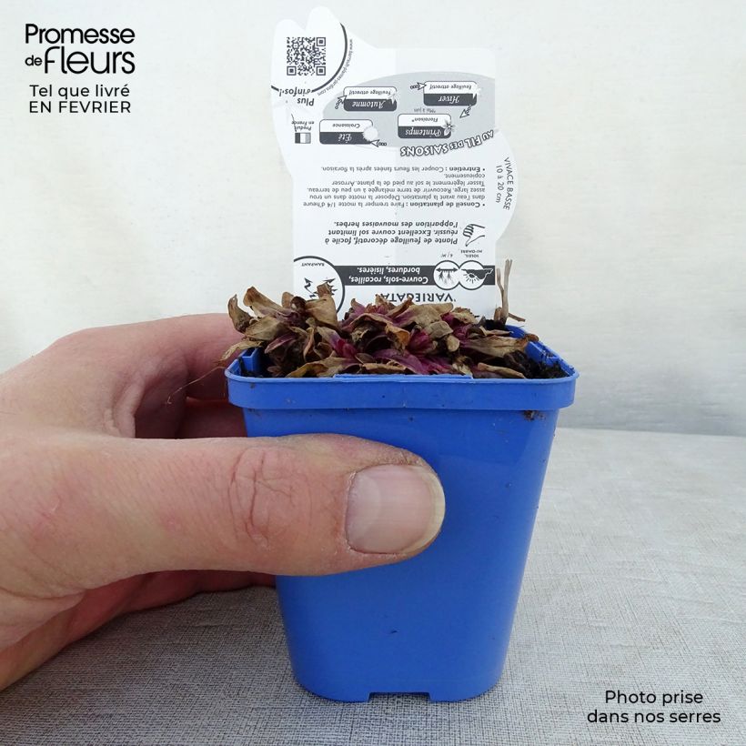 Exemplar von Ajuga Princess Nadia - Kriechender Günsel Kleine Töpfe von 8/9 cm wie im Winter geliefert