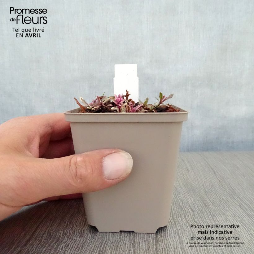 Exemplar von Ajuga Princess Nadia - Kriechender Günsel Kleine Töpfe von 8/9 cm wie im Frühjahr geliefert