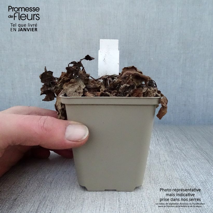 Exemplar von Ajuga reptans Variegata - Kriechender Günsel Kleine Töpfe von 8/9 cm wie im Winter geliefert