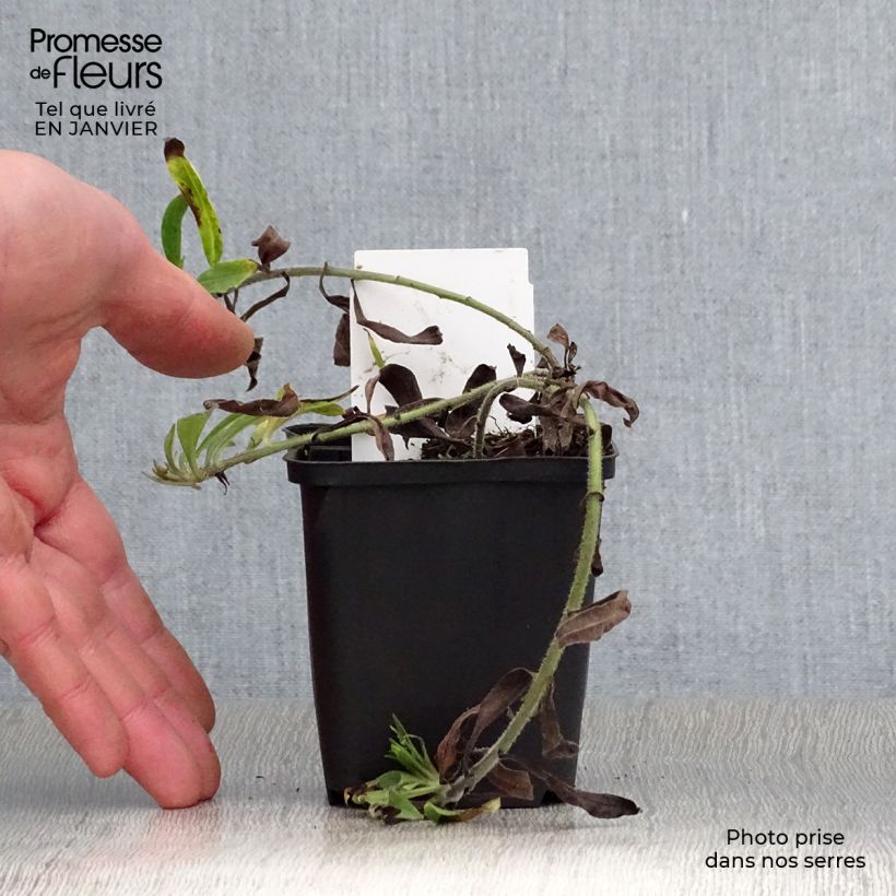 Exemplar von Buglossoides purpurocaerulea - Blauroter Steinsame Kleine Töpfe von 8/9 cm wie im Winter geliefert