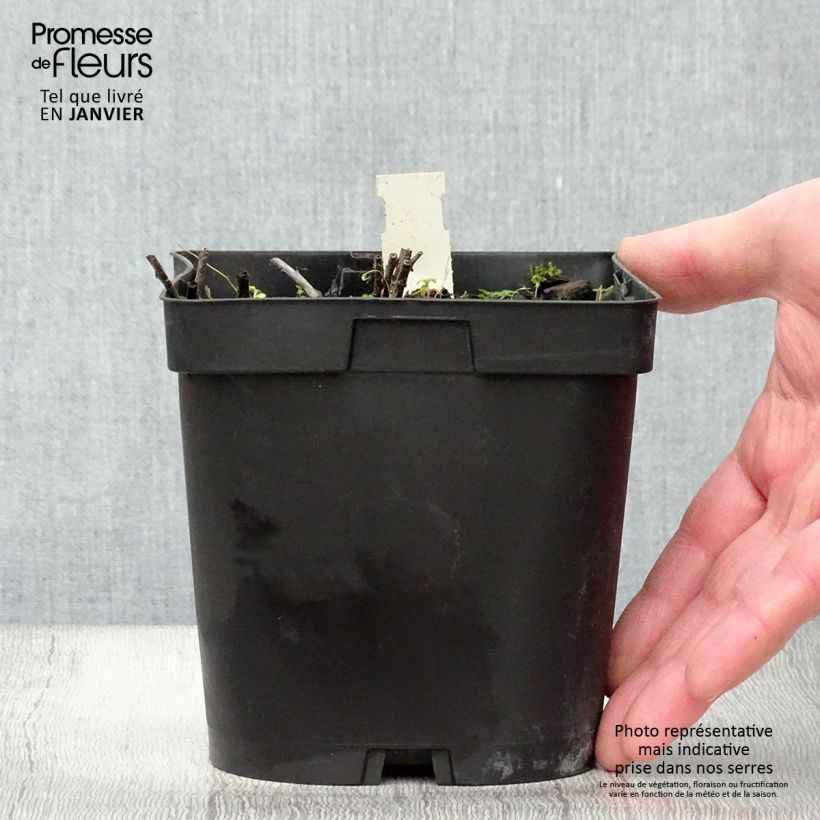 Exemplar von Buglossoides purpurocaerulea - Blauroter Steinsame Topf mit 2L/3L wie im Winter geliefert