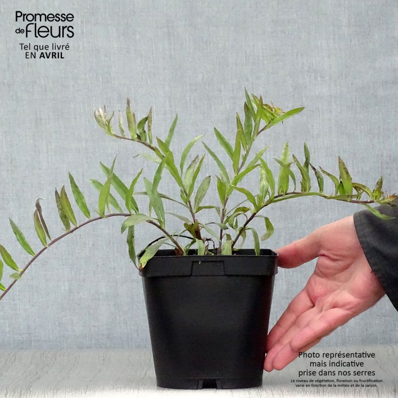 Exemplar von Buglossoides purpurocaerulea - Blauroter Steinsame Topf mit 2L/3L wie im Frühjahr geliefert