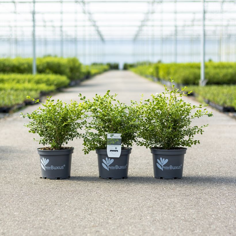 Buxus Betterbuxus Babylon Beauty - Buchsbaum (Wuchs)