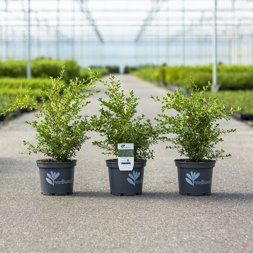 Buxus Betterbuxus Renaissance - Buchsbaum (Wuchs)