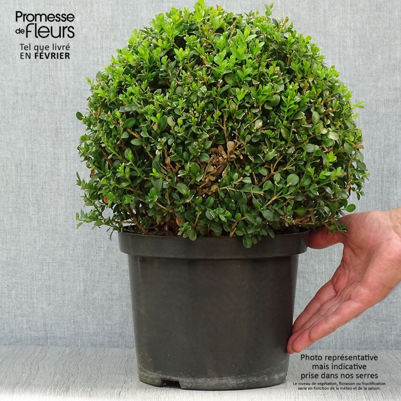 Exemplar von Buxus microphylla Faulkner - Kleinblättriger Buchsbaum Topf mit 7,5L/10L, Kugel wie im Herbst geliefert