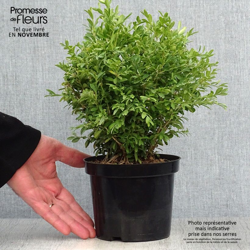 Exemplar von Buxus microphylla Rococo - Kleinblättriger Buchsbaum Topf mit 3L/4L wie im Herbst geliefert