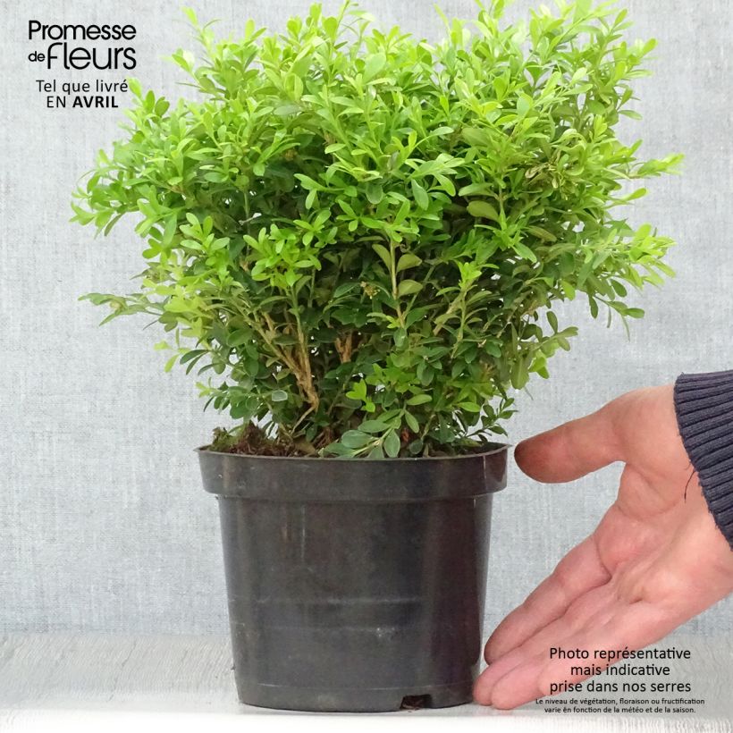 Exemplar von Buxus microphylla Rococo - Kleinblättriger Buchsbaum Topf mit 3L/4L wie im Frühjahr geliefert