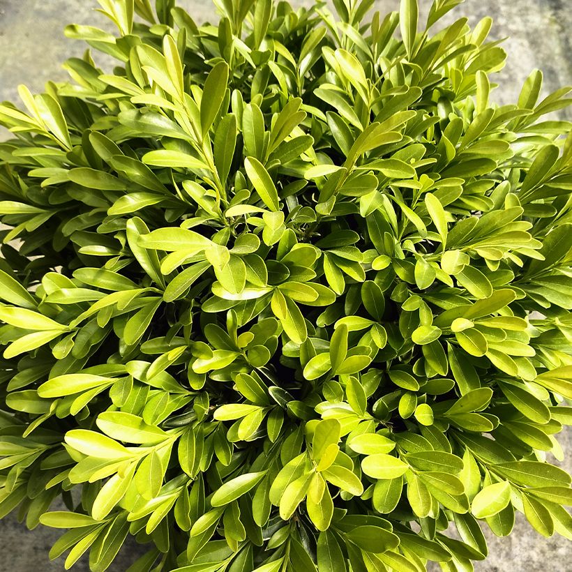 Buchsbaum - Buxus sinica var. insularis Mipo (Laub)