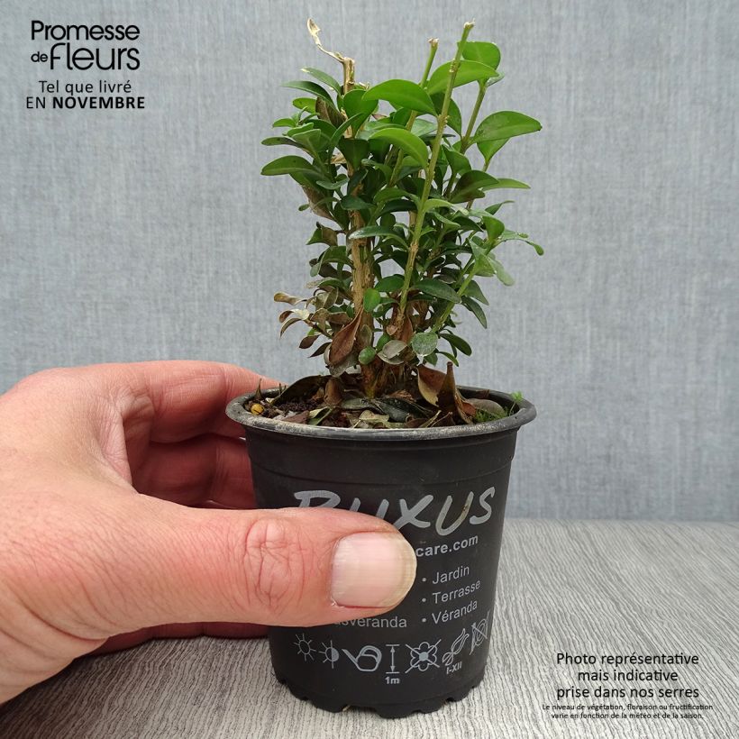 Exemplar von Buxus sempervirens - Buschbaum Kleine Töpfe von 8/9 cm wie im Herbst geliefert