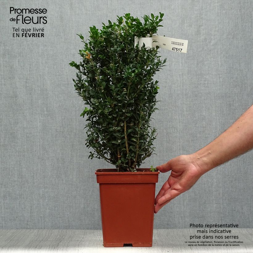 Exemplar von Buxus sempervirens - Buschbaum Plug wie im Herbst geliefert