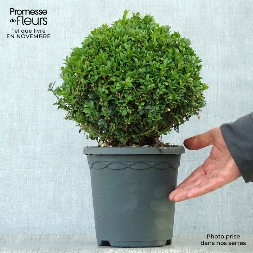 Exemplar von Buxus sempervirens - Kugelbuchsbaum Topf mit 4L/5L wie im Herbst geliefert