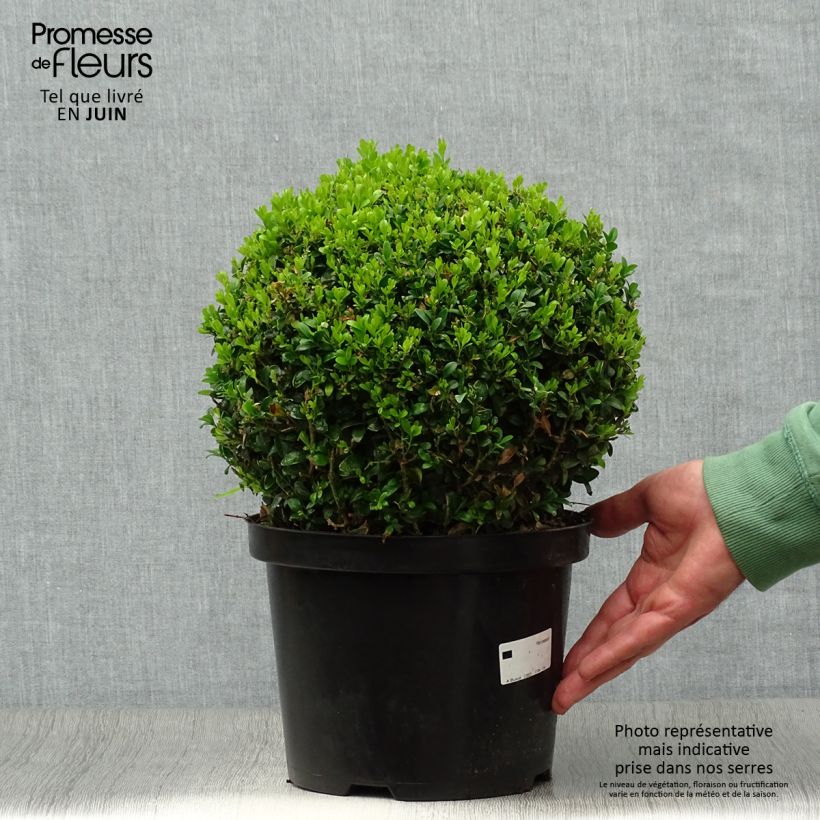 Exemplar von Buxus sempervirens - Kugelbuchsbaum Topf mit 4L/5L, Kugel wie im Sommer geliefert