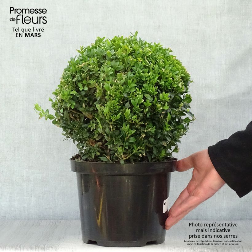 Exemplar von Buxus sempervirens - Kugelbuchsbaum Topf mit 4L/5L, Kugel wie im Frühjahr geliefert