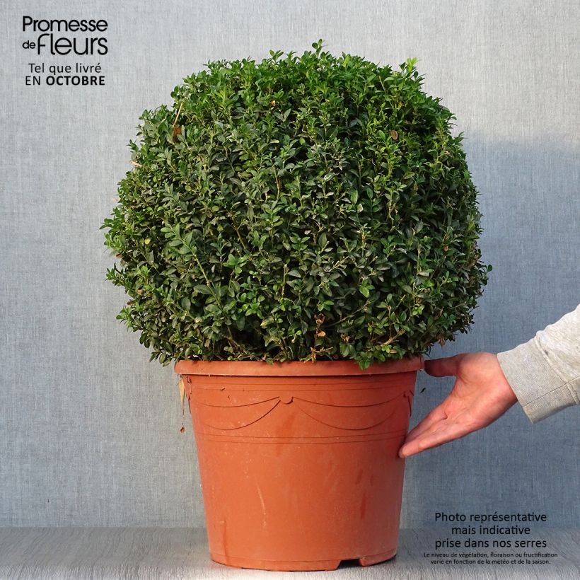 Exemplar von Buxus sempervirens - Kugelbuchsbaum Topf mit 20L/25L wie im Herbst geliefert