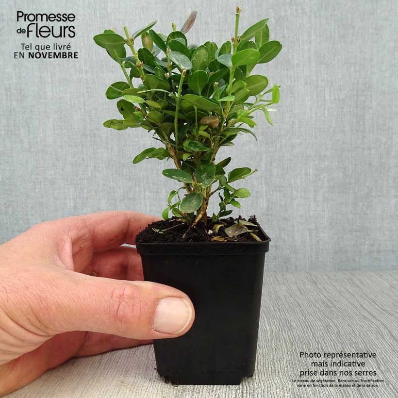Exemplar von Buxus sempervirens Suffruticosa - Buschbaum Kleine Töpfe von 8/9 cm wie im Herbst geliefert