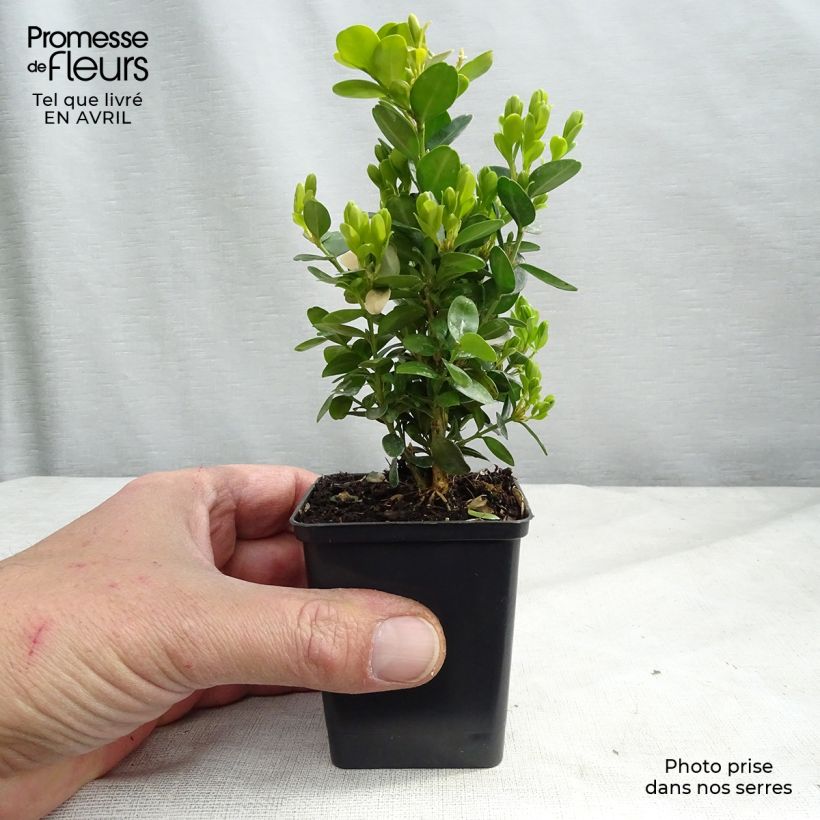 Exemplar von Buxus sempervirens Suffruticosa - Buschbaum Kleine Töpfe von 8/9 cm wie im Frühjahr geliefert