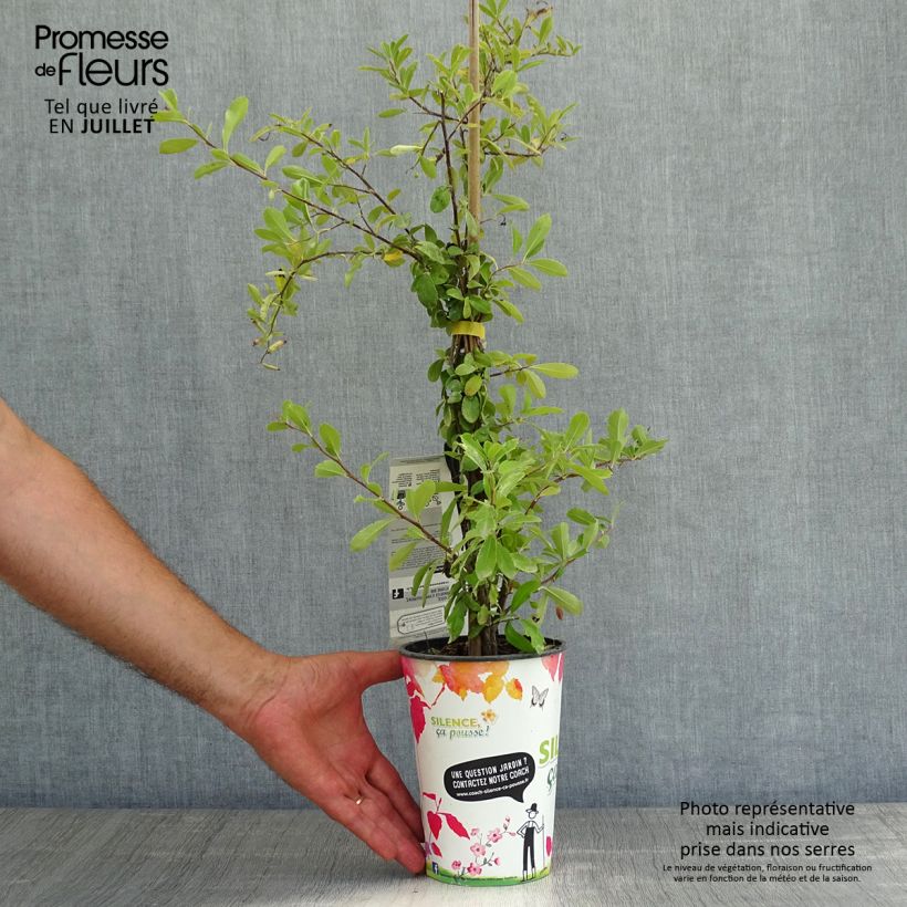 Exemplar von Feuerdorn SAPHYR Jaune - Pyracantha coccinea Topf mit 2L/3L wie im Sommer geliefert