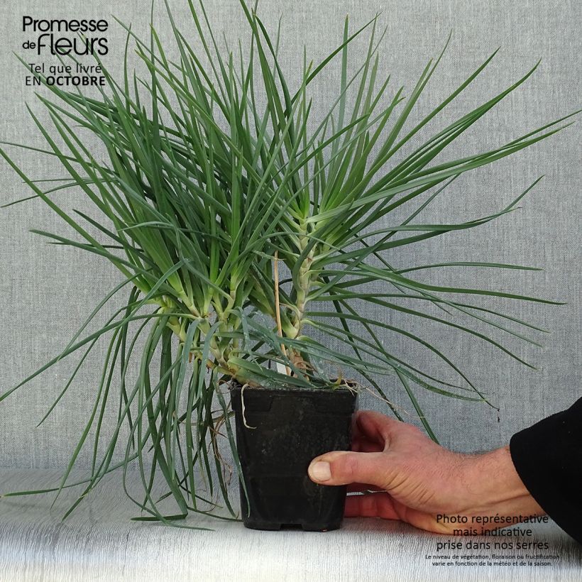 Exemplar von Bulbine frutescens - Katzenschwanzpflanze Topf mit 1L/1,5L wie im Herbst geliefert