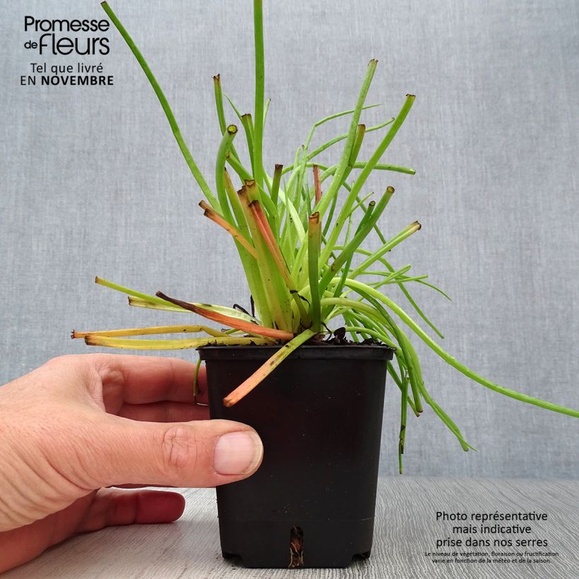 Exemplar von Bulbine frutescens - Katzenschwanzpflanze Kleine Töpfe von 8/9 cm wie im Herbst geliefert