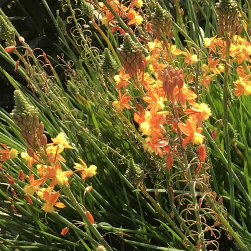 Bulbine frutescens Hallmarck - Katzenschwanzpflanze (Blüte)