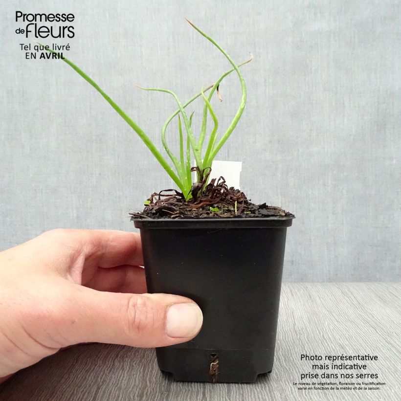 Exemplar von Bulbine frutescens - Katzenschwanzpflanze Kleine Töpfe von 8/9 cm wie im Frühjahr geliefert