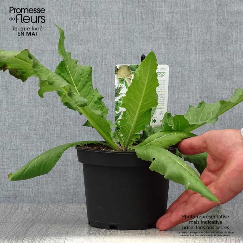 Exemplar von Morgenländische Zackenschote - Bunias orientalis Topf mit 1,5L/2L wie im Frühjahr geliefert