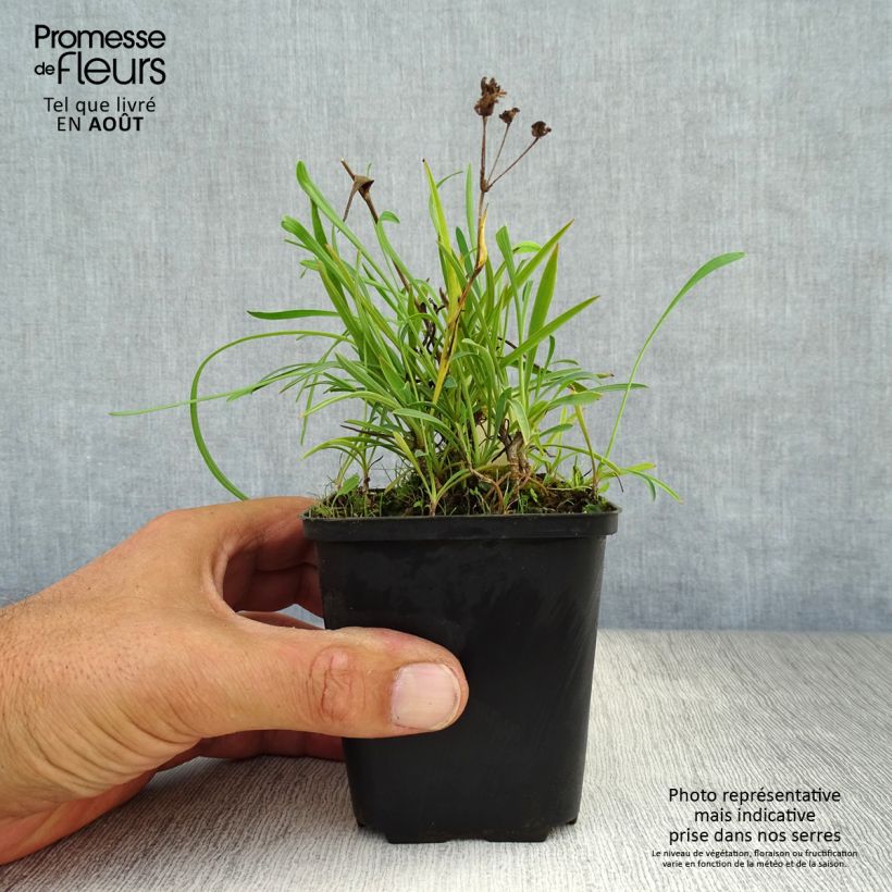 Exemplar von Bupleurum falcatum - Sichel-Hasenohr Kleine Töpfe von 8/9 cm wie im Sommer geliefert