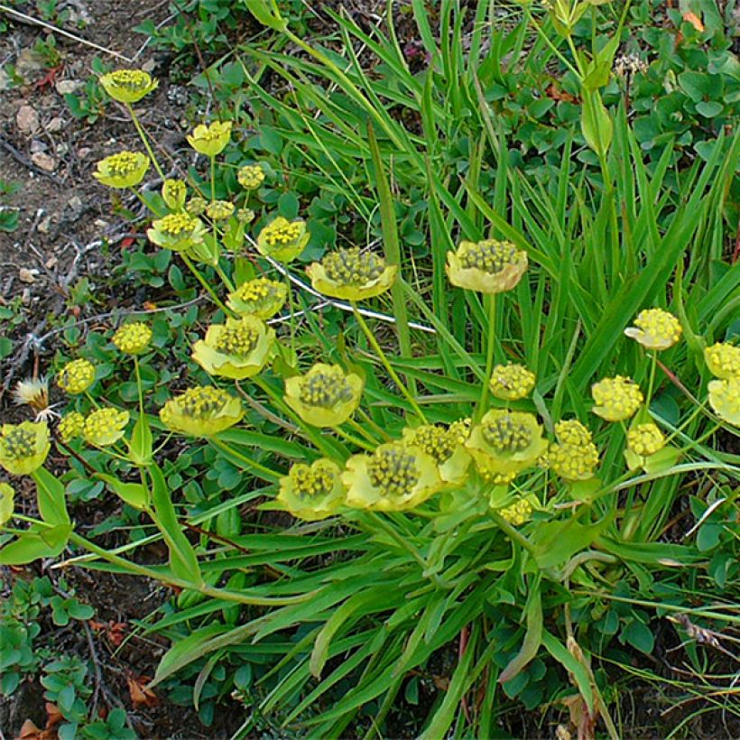Bupleurum ranunculoïdes - Hahnenfuß (Hafen)