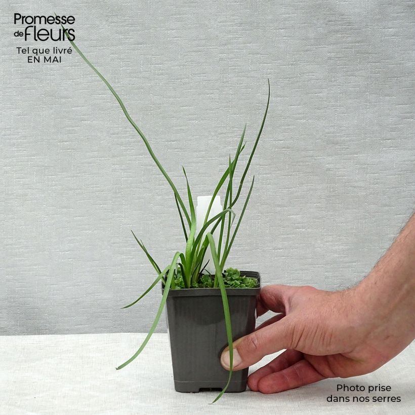 Exemplar von Butomus umbellatus - Doldige Schwanenblume Kleine Töpfe von 8/9 cm wie im Frühjahr geliefert