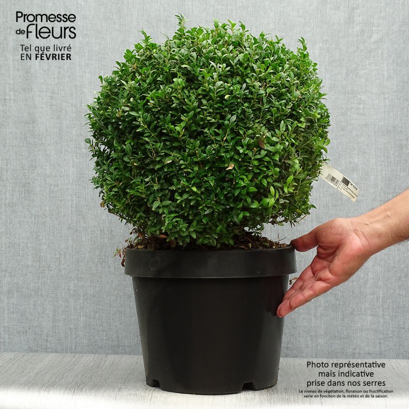 Exemplar von Buxus sempervirens Arborescent - Buschbaum Topf mit 7,5L/10L wie im Herbst geliefert