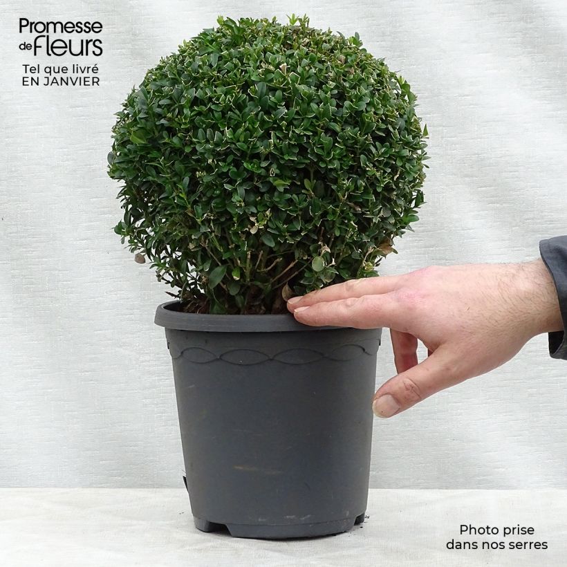 Exemplar von Buxus sempervirens - Kugelbuchsbaum Topf mit 2L/3L wie im Winter geliefert