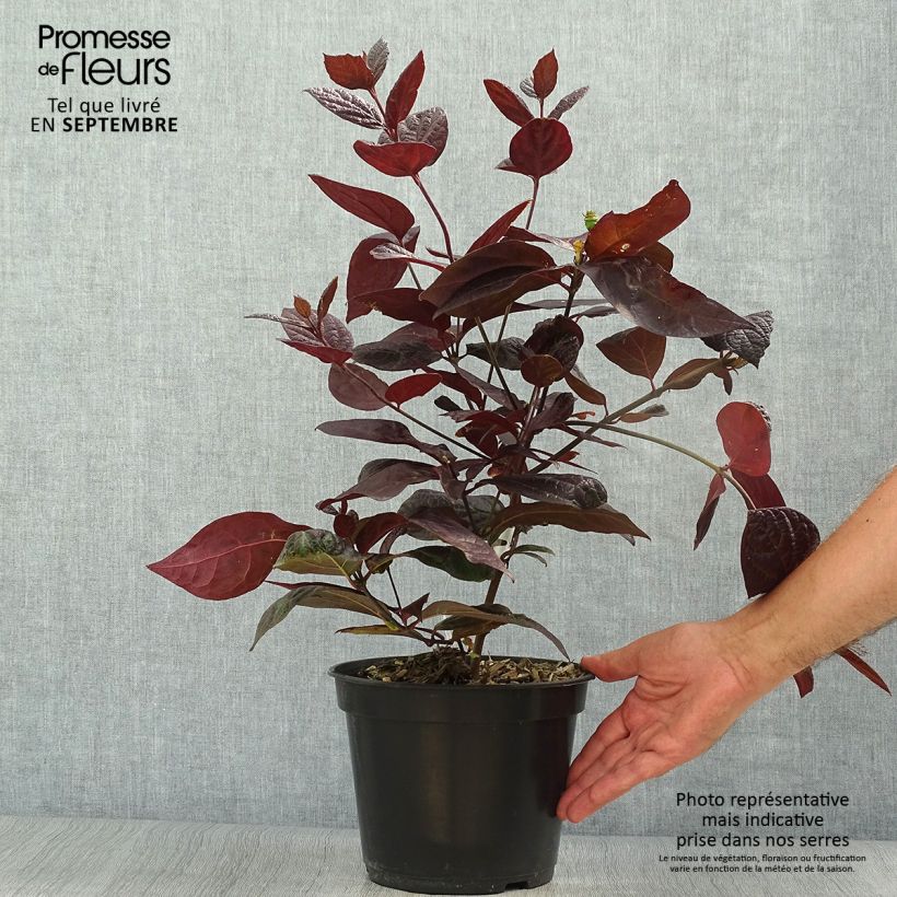 Exemplar von Calycanthus floridus var purpureus Burgundy Spice - Echter Gewürzstrauch Topf mit 4L/5L wie im Herbst geliefert