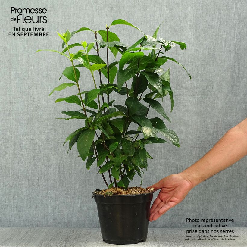 Exemplar von Calycanthus floridus Michael Lindsay - Echter Gewürzstrauch Topf mit 4L/5L wie im Herbst geliefert