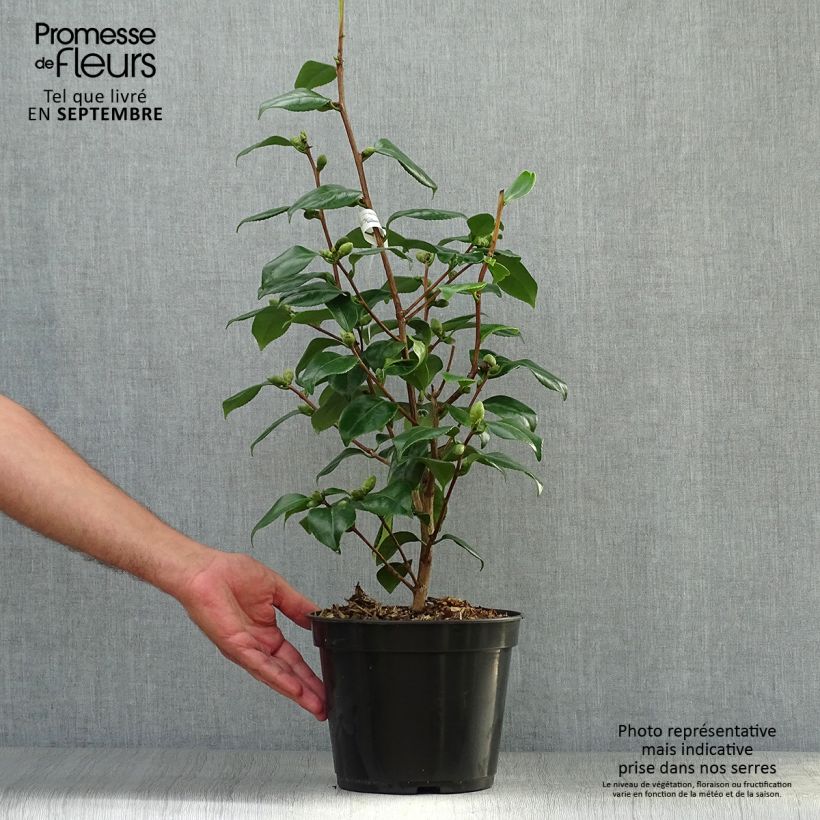 Exemplar von Camellia de Higo Fuji - Japanische Kamelie Topf mit 4L/5L wie im Herbst geliefert