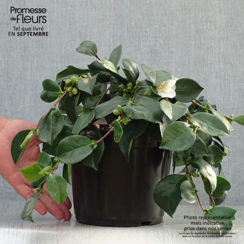 Exemplar von Camellia sasanqua Waterfall White - Herbstblühende Kamelie Topf mit 4L/5L wie im Herbst geliefert