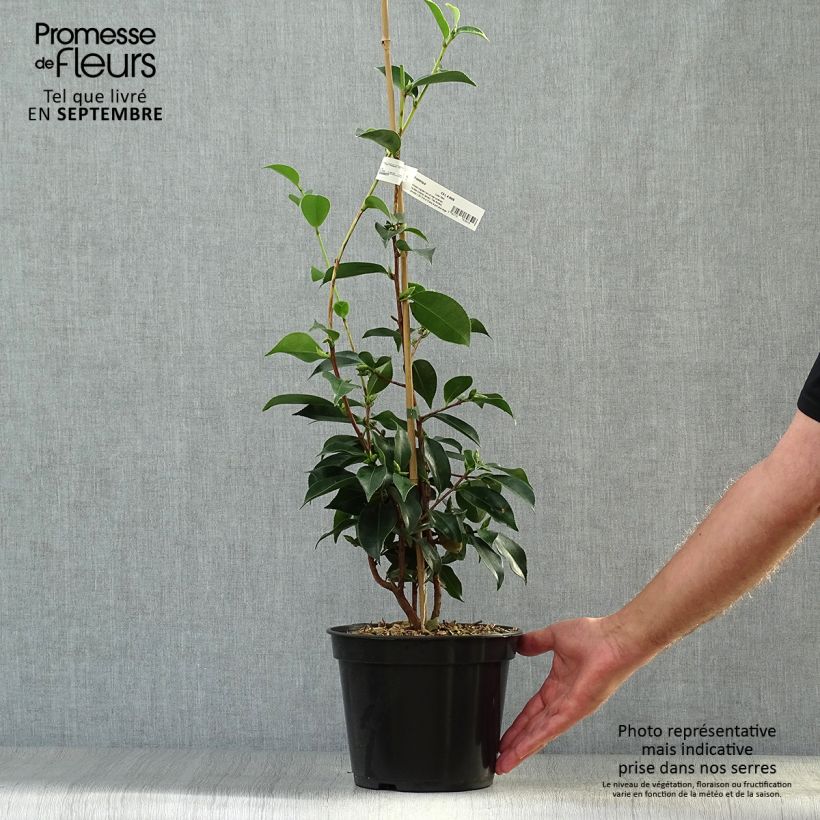 Exemplar von Camellia sasanqua Yume - Herbstblühende Kamelie Topf mit 4L/5L wie im Herbst geliefert