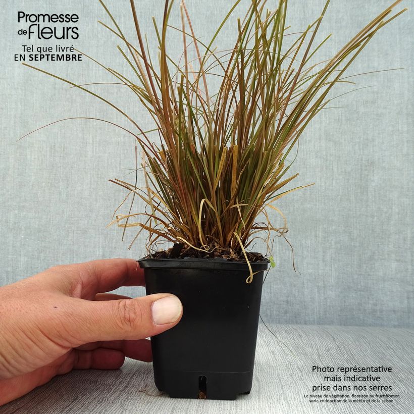 Exemplar von Carex flagellifera Bronzita - Peitschentragende Segge Kleine Töpfe von 8/9 cm wie im Herbst geliefert