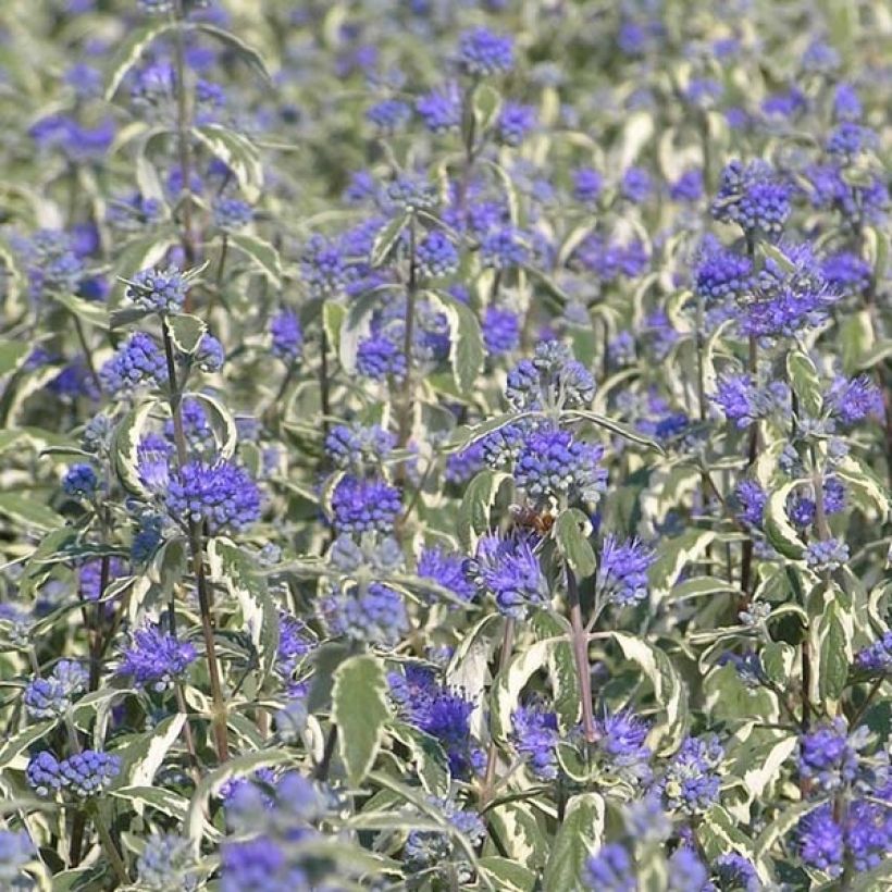 Bartblume White Surprise - Caryopteris clandonensis (Blüte)