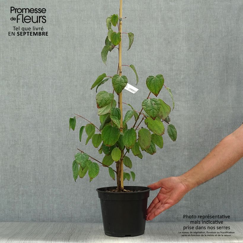 Exemplar von Japanischer Kuchenbaum Glowball - Cercidiphyllum japonicum Topf mit 4L/5L wie im Herbst geliefert