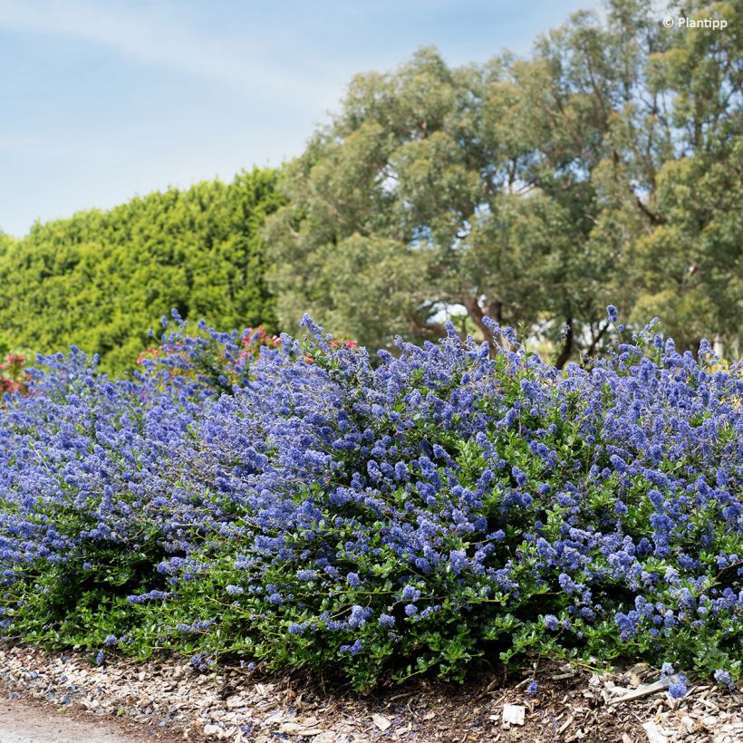 Säckelblume Pacific Wave - Ceanothus (Hafen)