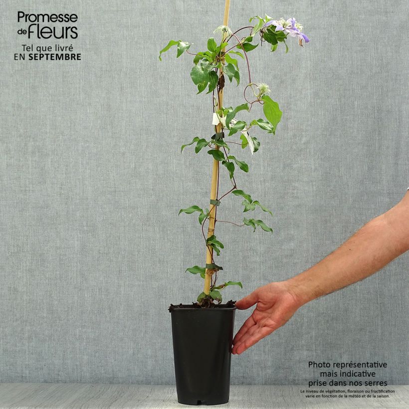 Exemplar von Waldrebe Lasurstern - Clematis Topf mit 1,5L/2L wie im Herbst geliefert