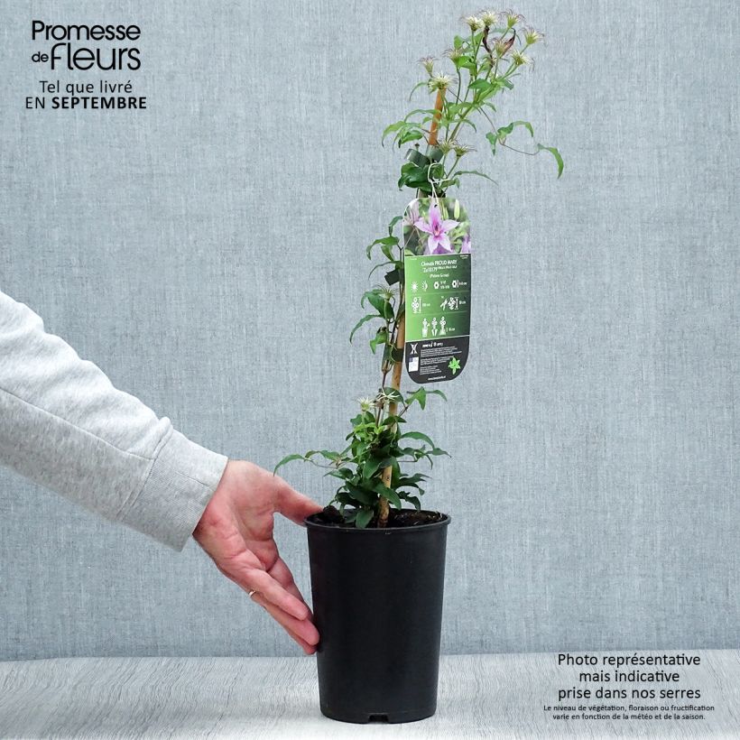Exemplar von Waldrebe Proud Mary - Clematis Topf mit 2L/3L wie im Herbst geliefert