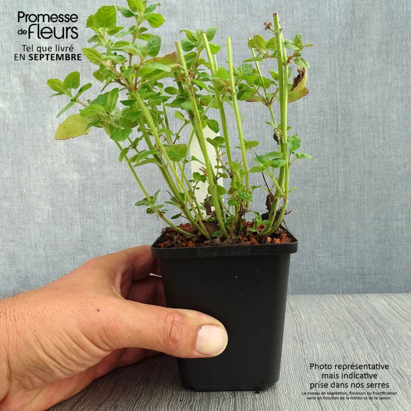 Exemplar von Clinopodium vulgare - Borstige Bergminze Kleine Töpfe von 8/9 cm wie im Herbst geliefert