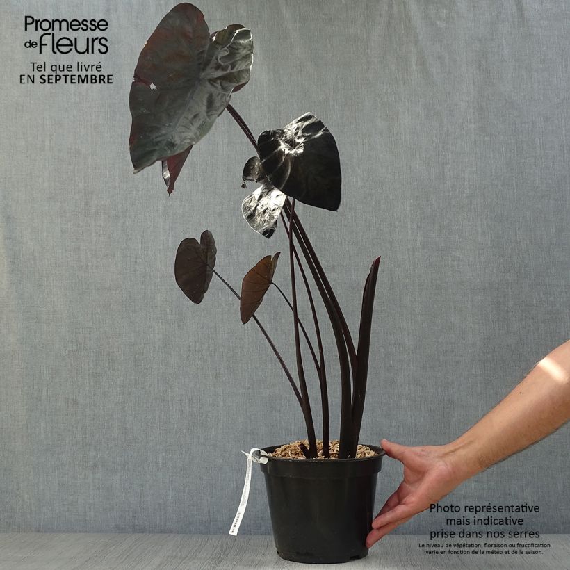 Exemplar von Colocasia Painted Black Gecko - Taro Topf mit 4L/5L wie im Herbst geliefert