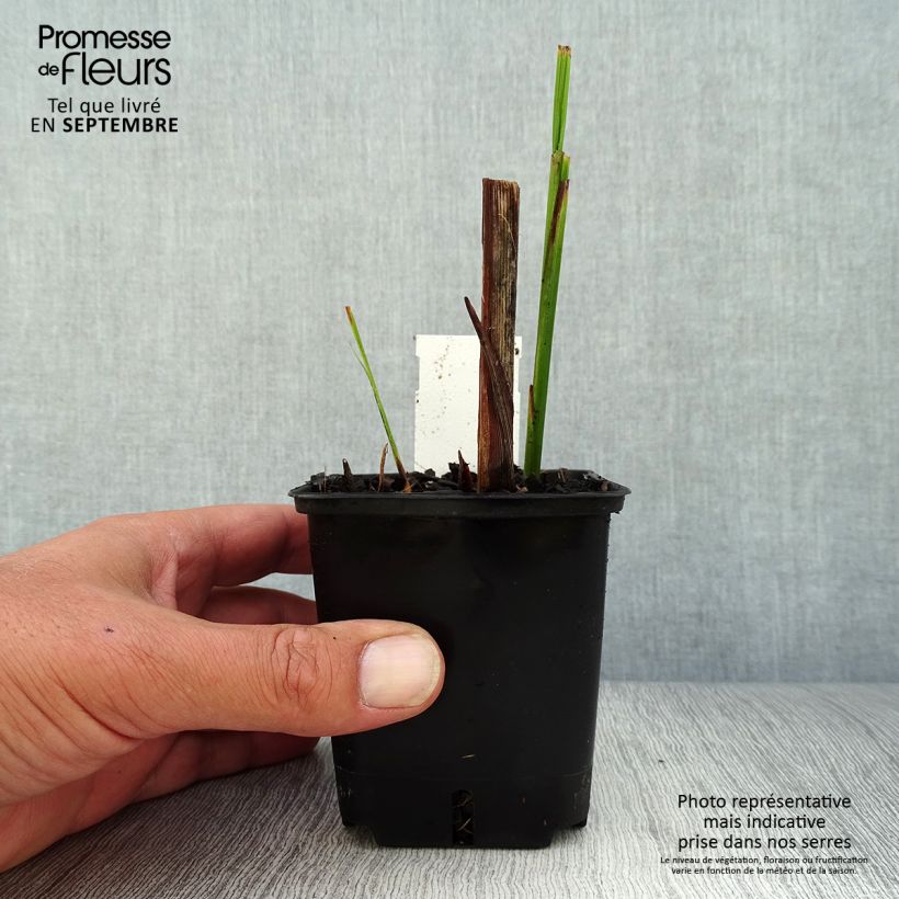 Exemplar von Montbretie Lucifer - Crocosmia Kleine Töpfe von 8/9 cm wie im Herbst geliefert
