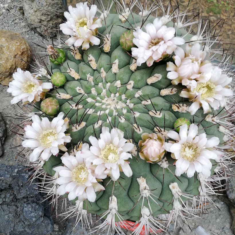 Kaktus - Gymnocalycium saglionis (Blüte)
