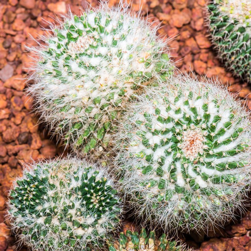Kaktus - Mammillaria pringlei (Hafen)