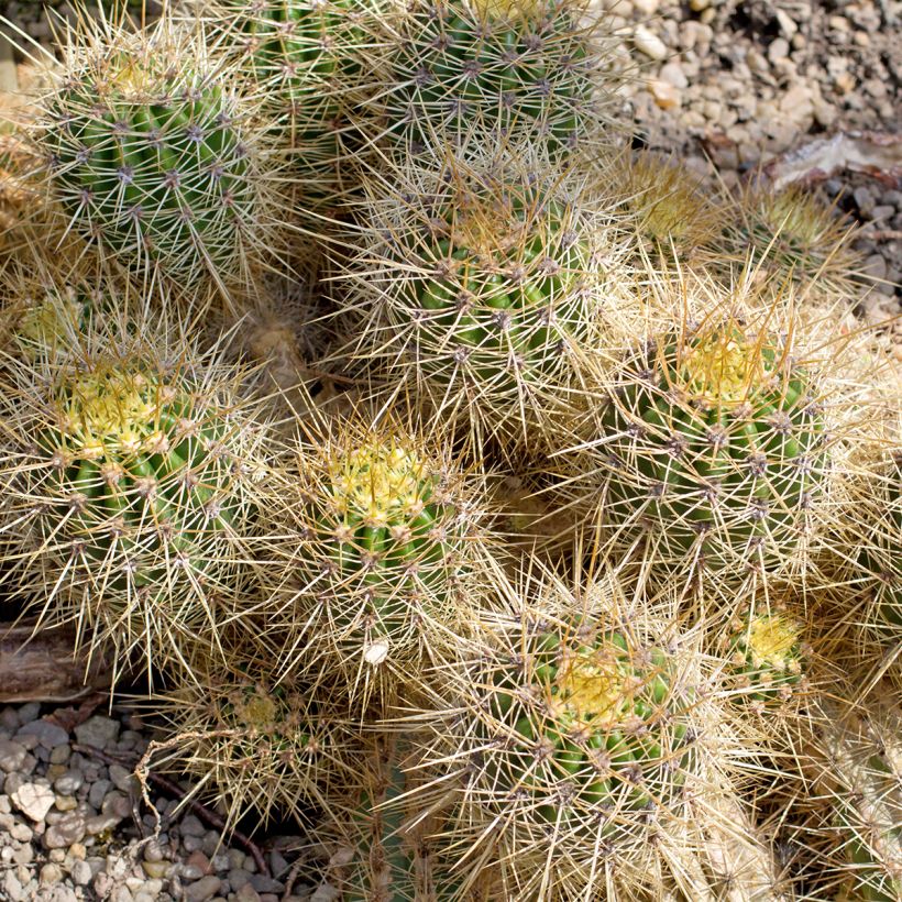 Kaktus - Mammillaria baxteriana (Wuchs)